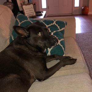 Meet your Posher, Adam